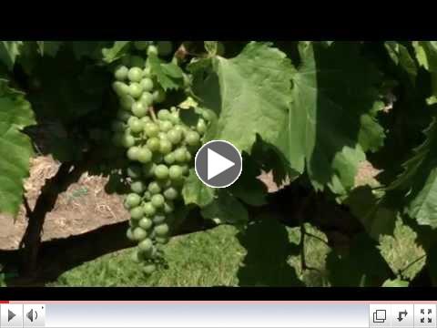 Prairie Yard & Garden: Growing Grapes