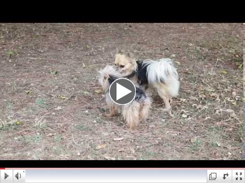 Spice Makes a Friend at St. Sabina