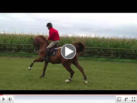 Stephen Jumping Armicor