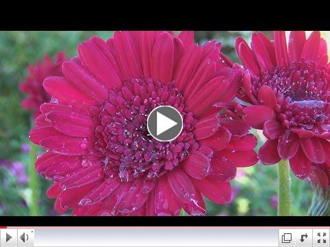 Castle Rock, Washington 2016 America in Bloom Video
