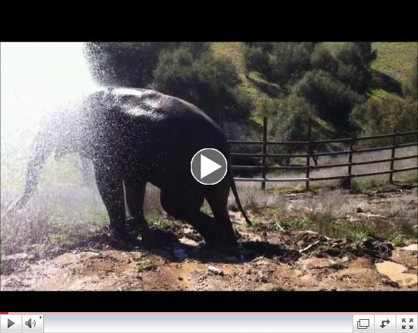 Water (and mud) For Elephants