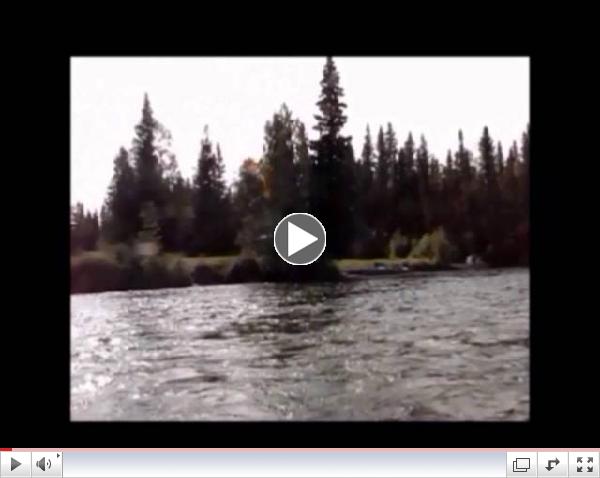 A New Alaskan Record Grayling - released for another day