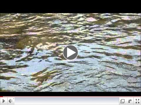 Stocking trout (500 Oct.2nd) on Pine Creek behind the Slate Run Tackle Shop - PF&BC stocking