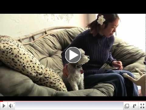 Pet Therapy A Documentary by Ida Hildebrand.. Made during DVworkshops 6-Day Documentary Workshop