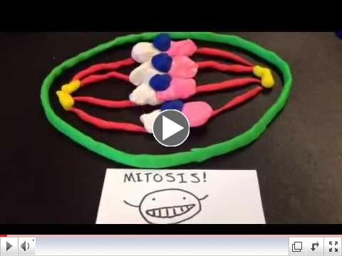 Biology Mitosis Stop Motion