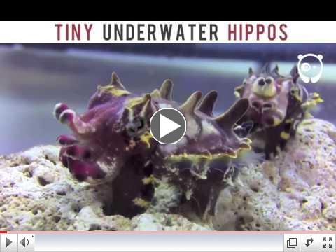 Underwater Hippos = Magnificent Cuttlefish