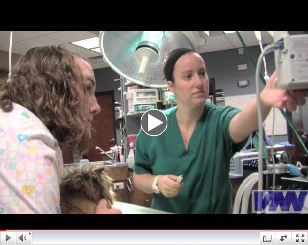 Veterinary Technicians - Trusted Partners in Your Pet's Care