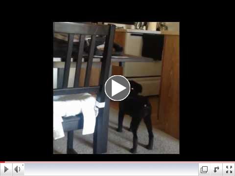 ZOEY THE DOG SEES A GHOST?