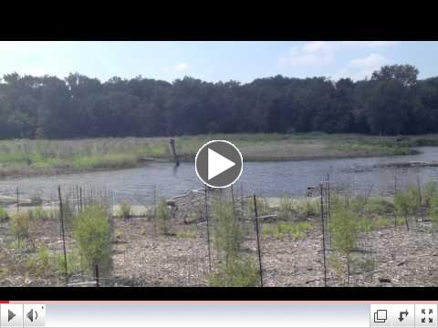 Lizard Hill Wetland Project