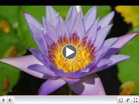 Thich Nhat Hanh - The End of Suffering
