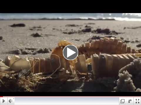 Sea Talk Video - Egg Cases