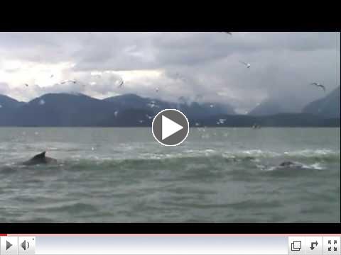 Juneau Whale Watching