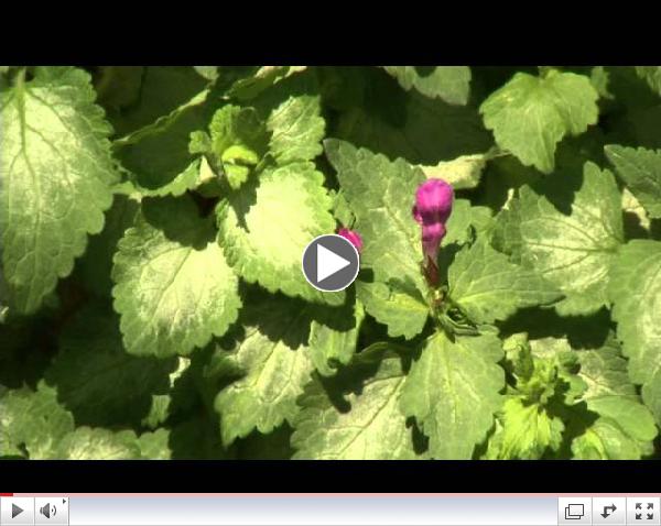 Prairie Yard & Garden: The Window Box Garden