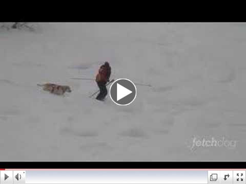 Watch an Avalanche Rescue Dog in Action