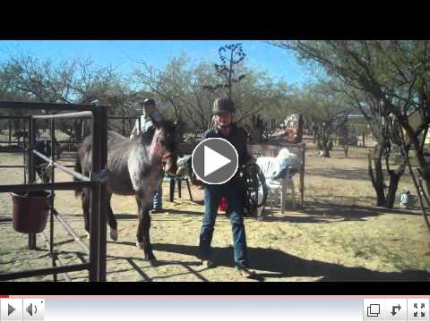 Reach Out to Horses presents Foals in Training Graduation Day