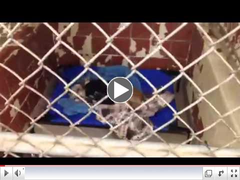 Animal Rescue Aid Pet Beds at Dothan City Animal Shelter (AL) - Video 1