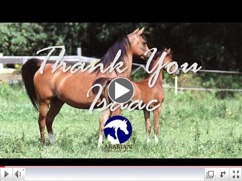 Arabian Horse Industry Breeder Interview - Isaac Taylor