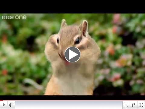 Funny Animal Voiceovers