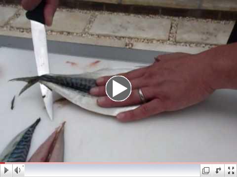  How to fillet a Mackerel
