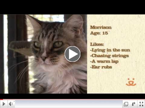 November is Adopt a Senior Pet Month!