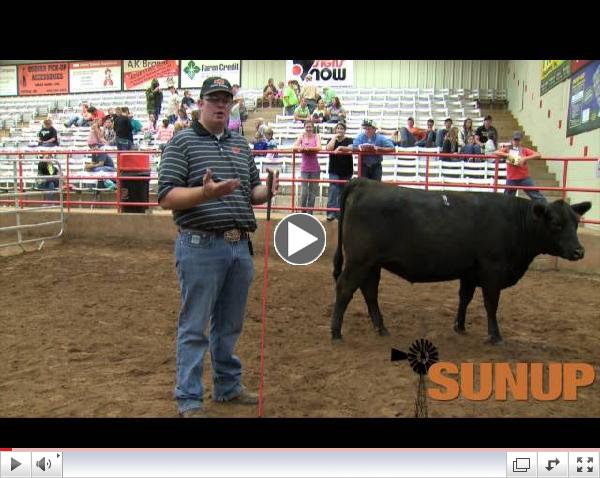 Cattle Judging (7/19/14)