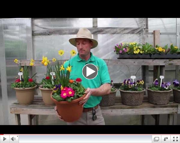 Watch our series of videos for Early Spring Plants