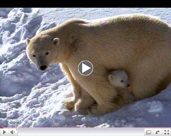 Polar Bear Mom and Cubs