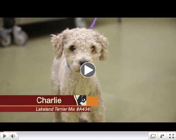 Click to watch Pets of the Week Episode #5 Charlie & Echo