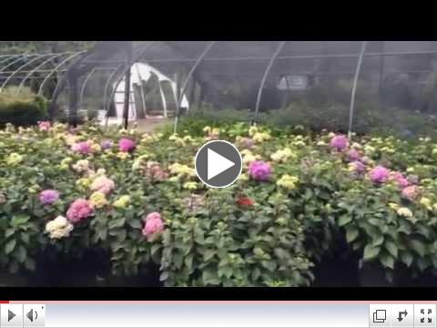 Planters Choice specialty evergreens and bloomstruck Hydrangea