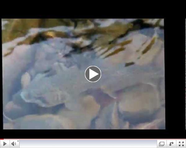 Dave's caught and released Schoolhouse Riffle Trout