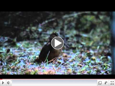 Male woodcock mating call