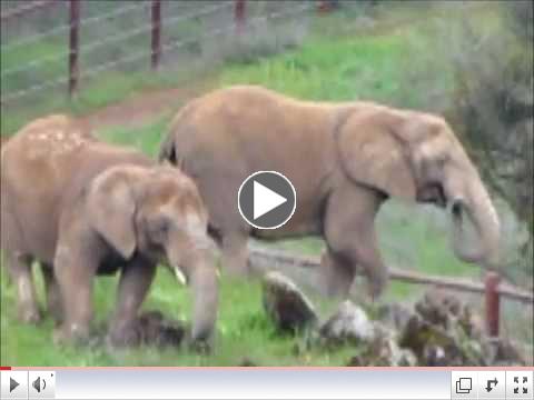 AFRICAN ELEPHANTS: RAINY DAY ON THE MOUNTAIN