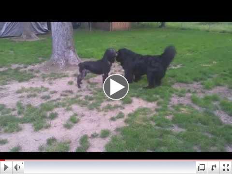 Health greatly improved, Precious plays with her housemate, Truman.