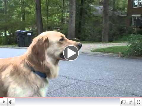 Meet Baker, our Adopt a Golden Atlanta August Orphan of the Month
