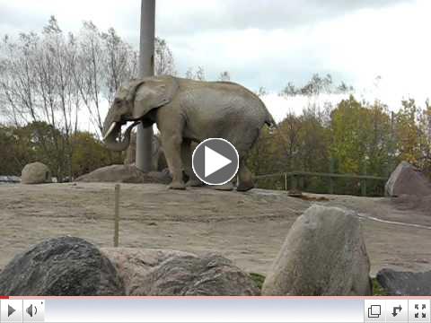 Elephant taking a little washroom break !