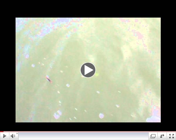 See the Mack's Lure Smile Blade in action with herring.  Short clip.