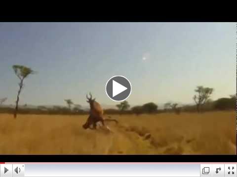 Antelope Crashes into Biker