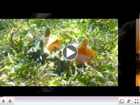 2011 CMMTC Part1 of 2