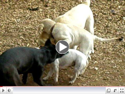 crazy dogs play tug of war!