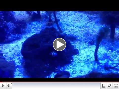 CURRENT FISH VIDEO