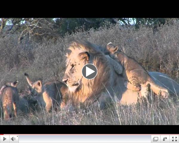 Male lion playing with cubs at Shamwari