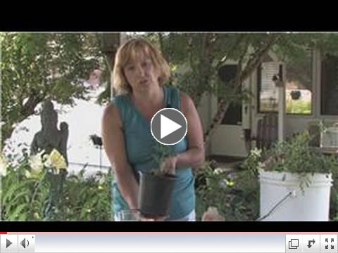 Rose Gardening : How to Start a Rose Bush From a Cutting