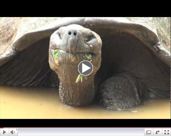 Buddy Dive Liveaboard Galapagos extended video