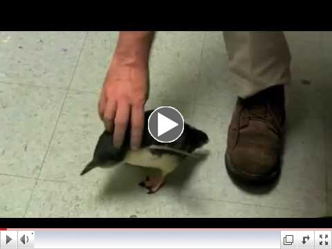 Tickling a Penguin [Original]