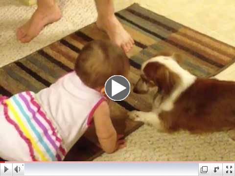 Who Needs More Training, the Dogs or the Baby?