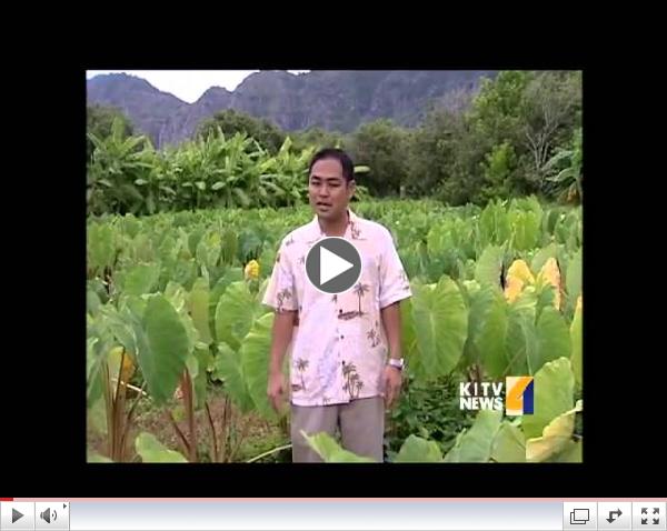 Hundreds learn about taro in Waimanalo