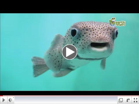 Funny Talking Animals 