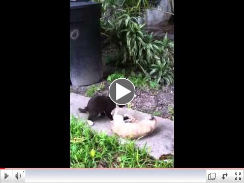 Turnabout's Fair Play! - Elvis the CH Kitty and Nala