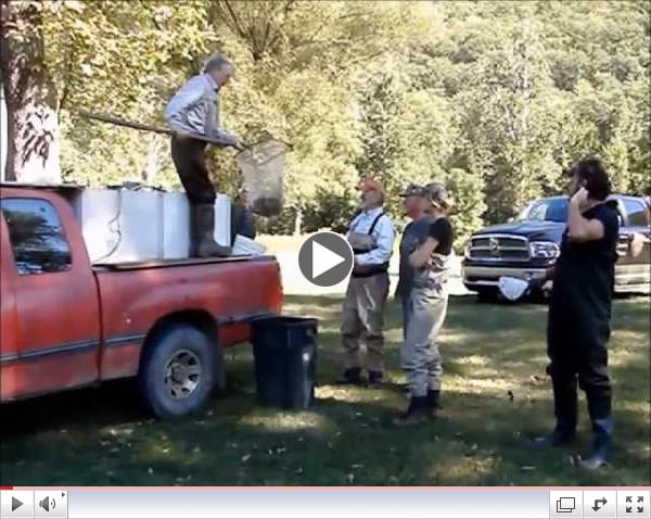 The Slate Run Brown Trout Club Stocking German Brown Trout at the Naval Run Pool