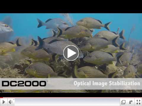 The New SeaLife 2000